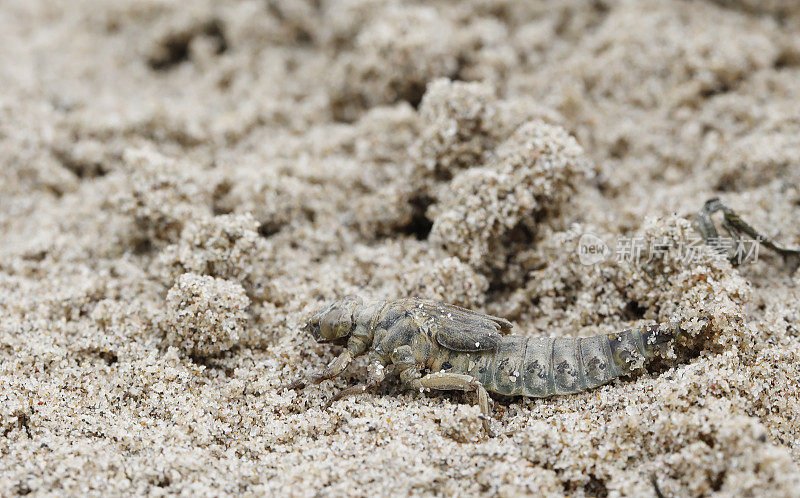 河棒尾蜻蜓(Gomphus flavipes)幼虫